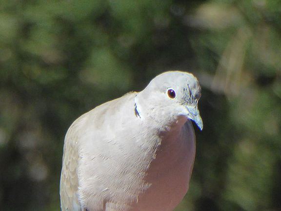 Explaining he lost the note