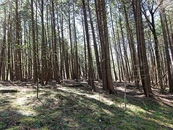 3rd image of 125 Deer Lane
