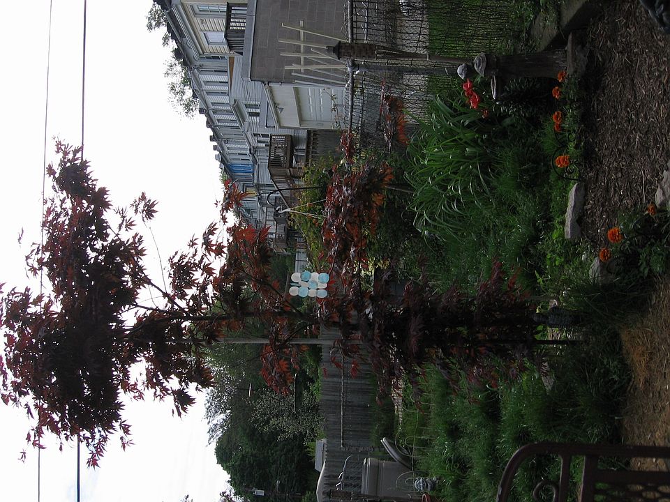 The backyard in bloom.