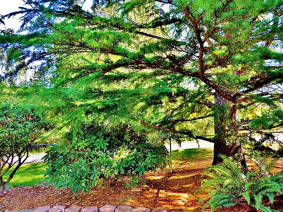 Front yard