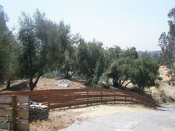 Olive Orchard 20+trunks