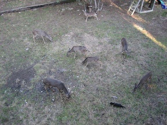 Deer in Backyard