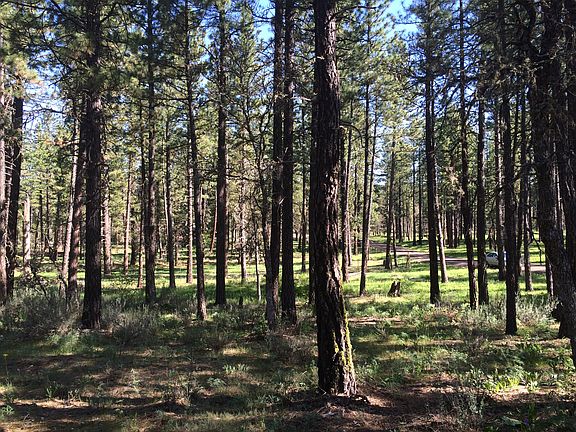 4th image of Leaning Pine Ln