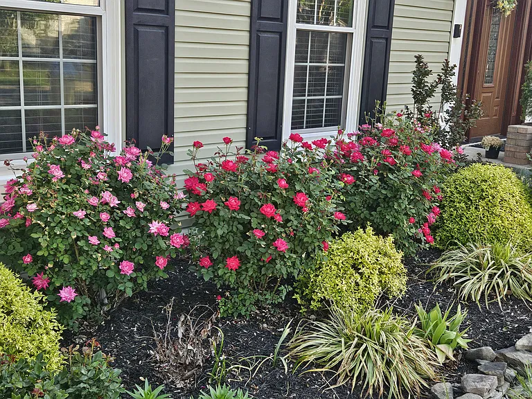 Landscaping in front of the house (left front)