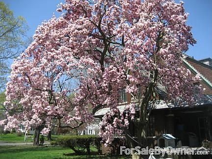 Magnolia in side yard
