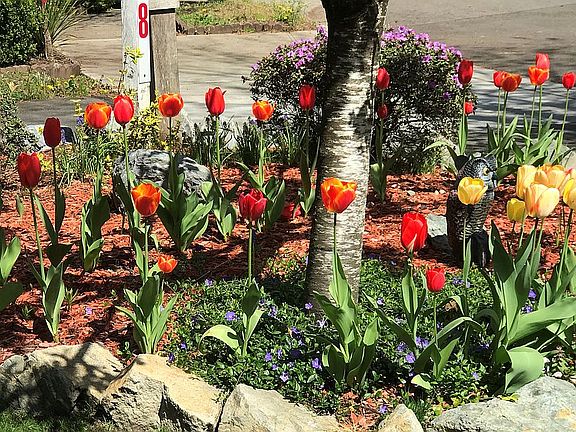 Spring Tulips