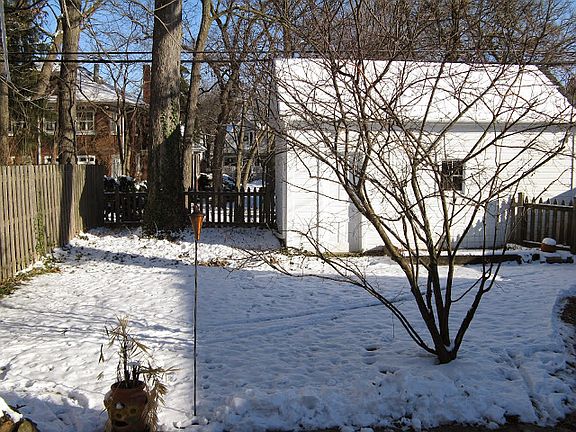 100 year-old oak trees 