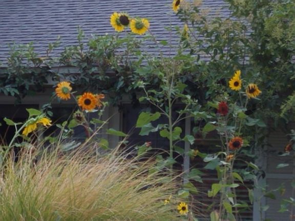 Front - Native CA garden