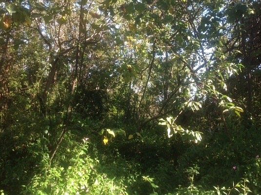 2nd image of Malama St