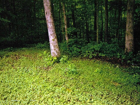 5th image of Lyons Ln