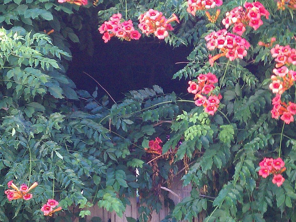 trumpet vine canopy on patio