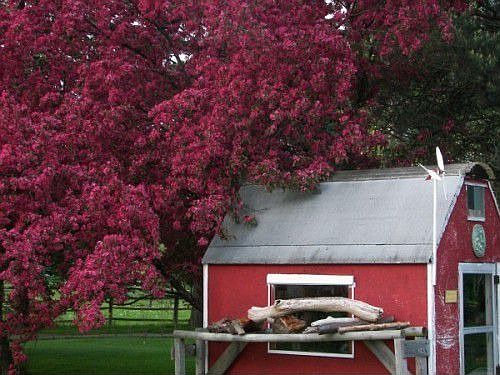 Crab apple tree in spring