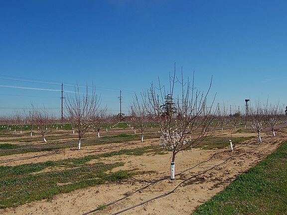 10.5 acres of almond trees, 1,650 trees just getting ready to reach prime age!