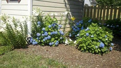 Hydrangea bed on the east side of the storage bldg.