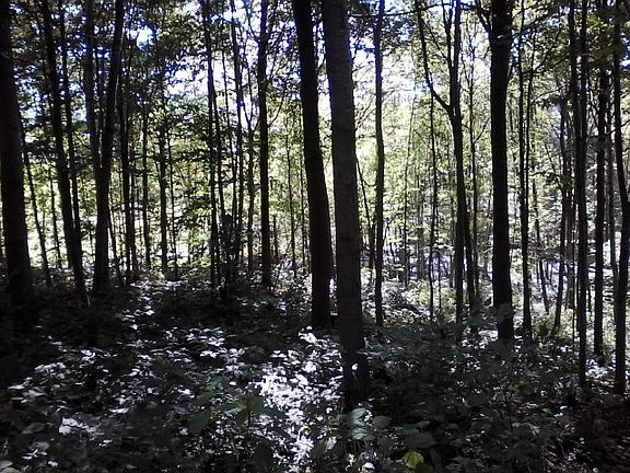 5th image of 9 Acres Of Wooded Land