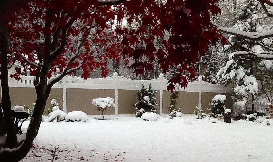 Winter beauty