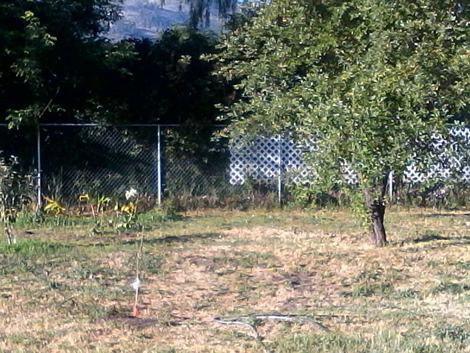 huge back yard