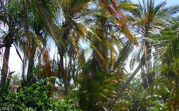 Mature palm trees in the front yard.