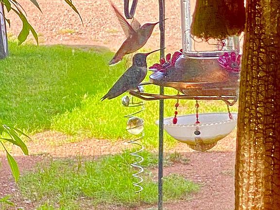 Bay Window Bird Viewing