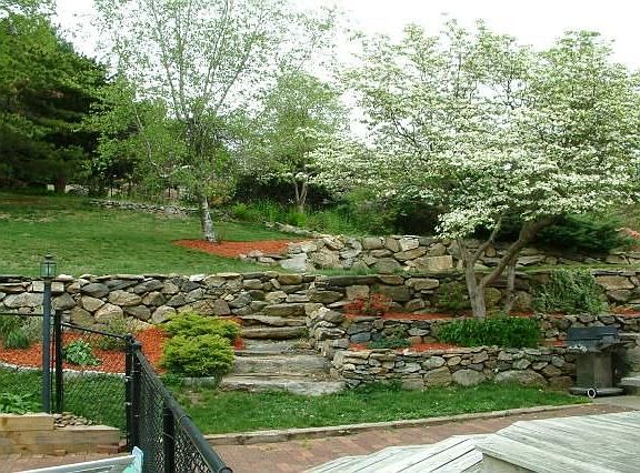 birch tree/dogwood trees in bloom