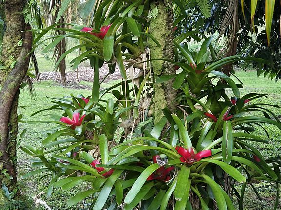 Tropical plants along the driveway