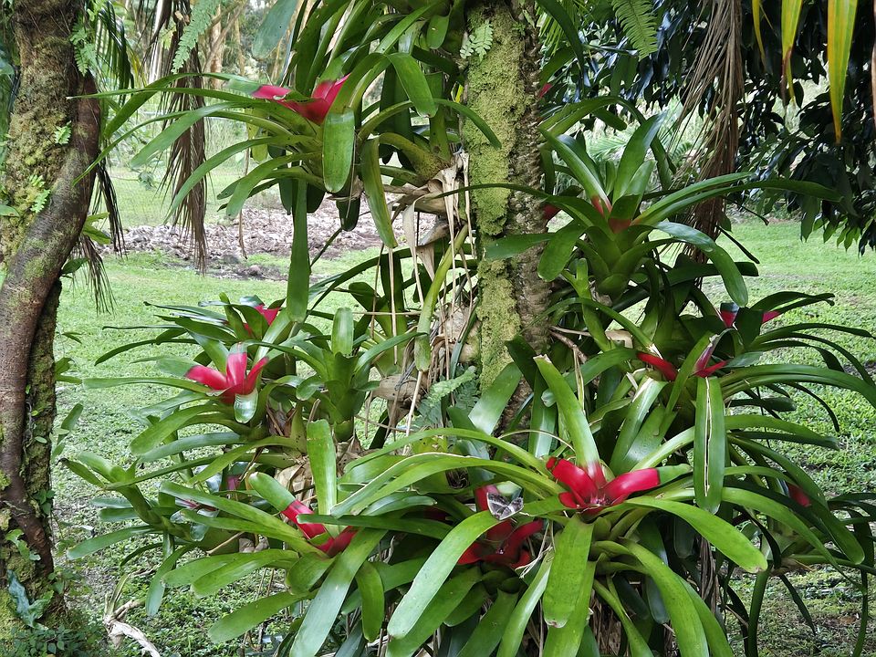 Tropical plants along the driveway