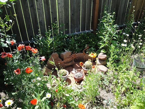 backyard flowers