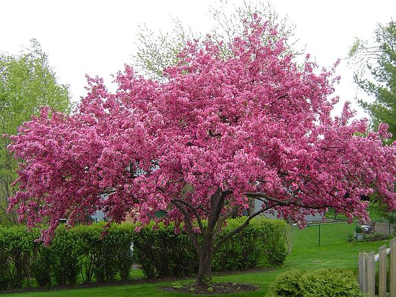 Backyard tree