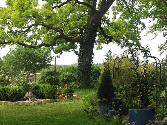 Largest tree in the yard