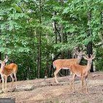 181 Poolside Ct, Ellijay, GA, 30540