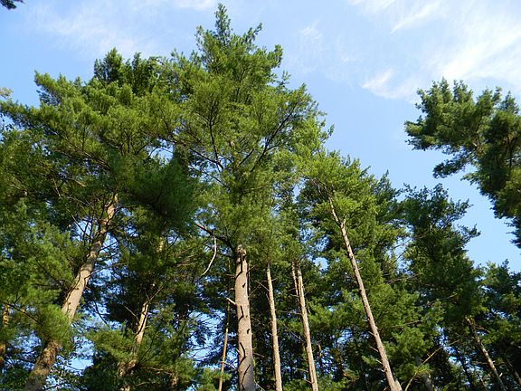 Big pine trees