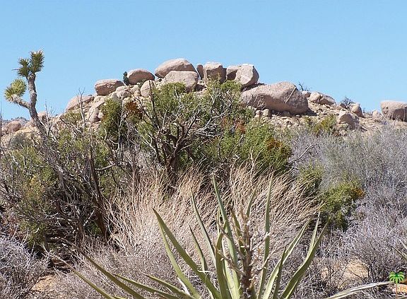Variety of Plant Life