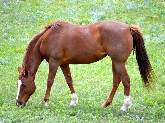 Equestrian Property. 