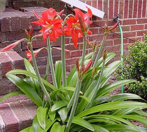 Amaryllis in spring