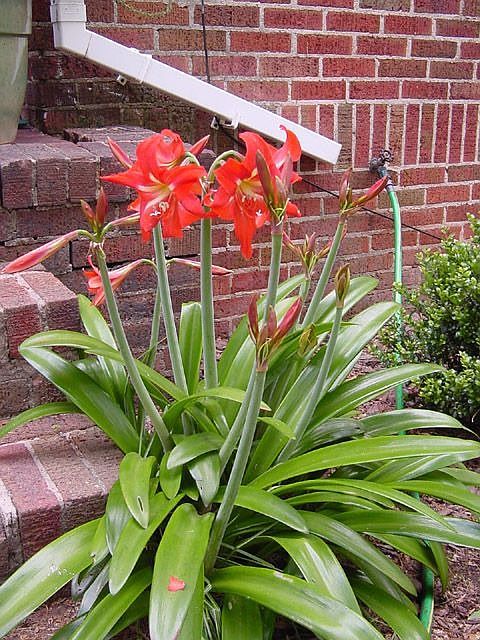 Amaryllis in spring