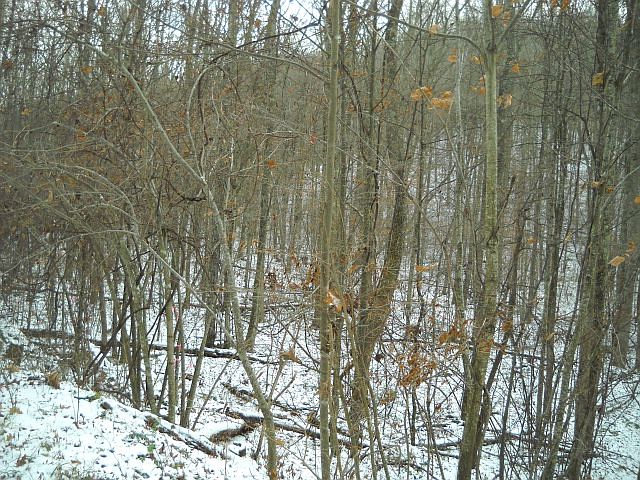 2nd image of Butternut Dr