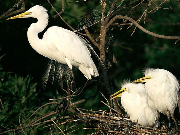HOME TO EGRETS AND HERONS