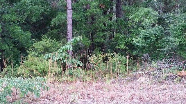 1st image of 4826 Chapel Branch Ct