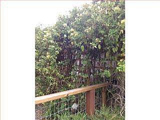 4th image of 58 Plumosa Ln #58