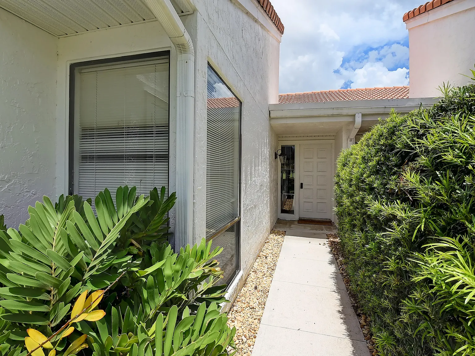 Pepper tree — Photo 4