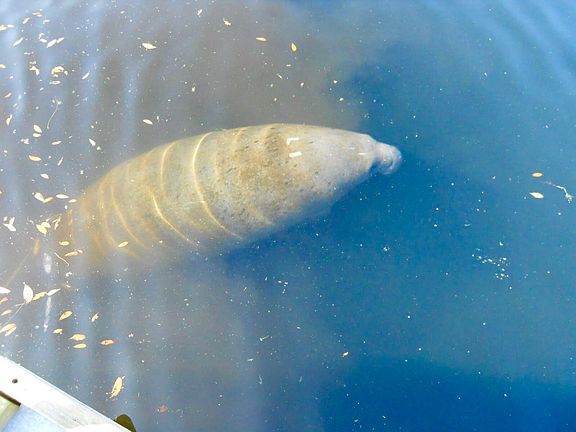 Manatee's in the backyard!