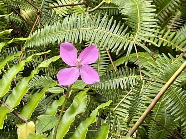 Pakalana Rd Lot 330, Pahoa, HI 96778