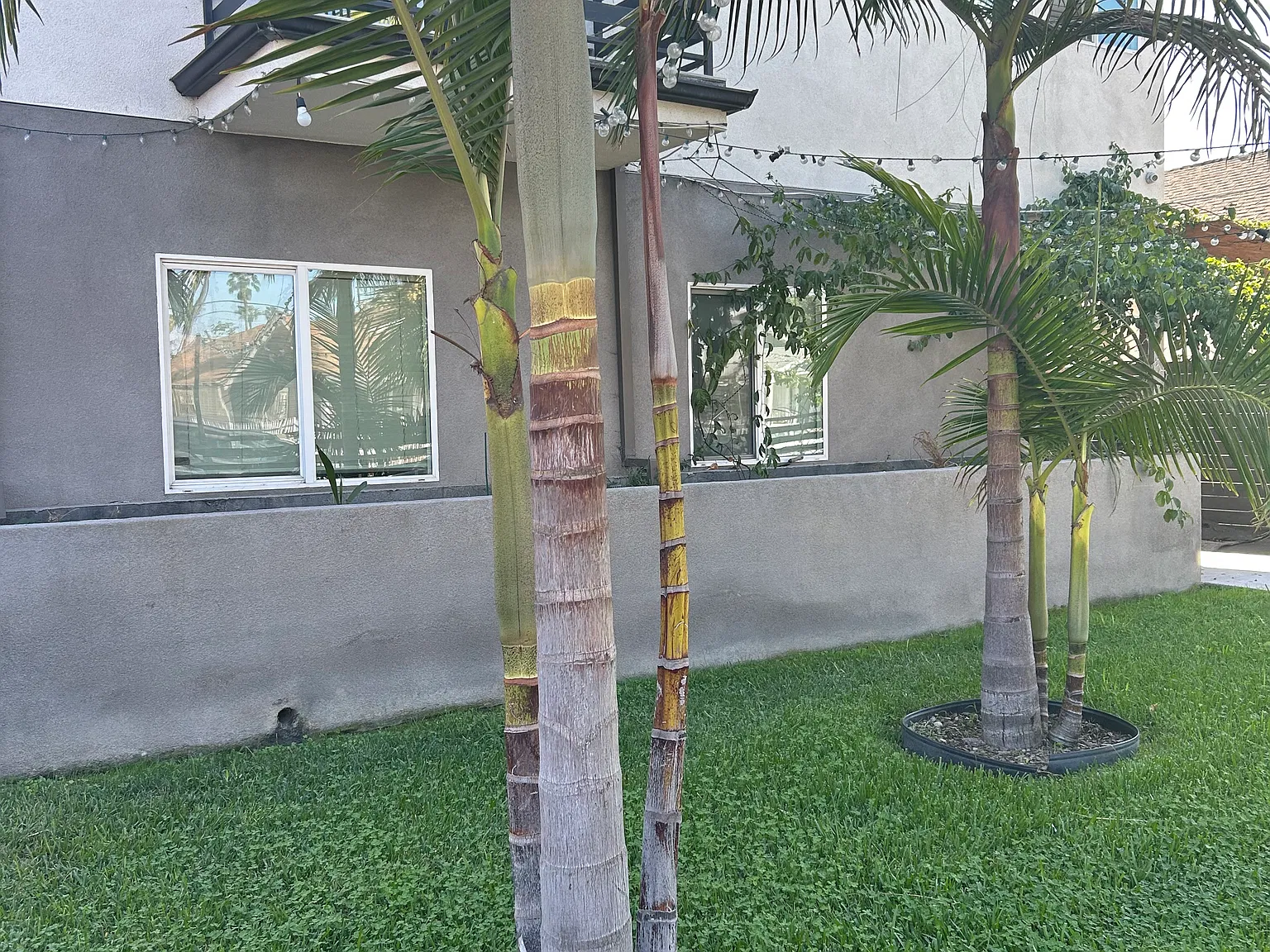 5 bed, 1600 sqft, $4,200 — Photo 2
