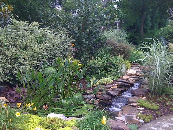 Backyard Pond