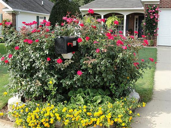 4th image of 123 Pin Oak Dr