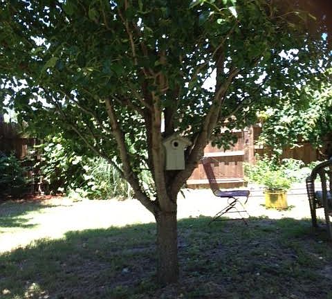 Bairdford Pear 