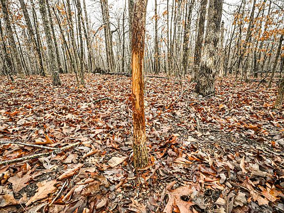 4th image of 0 State Rte E