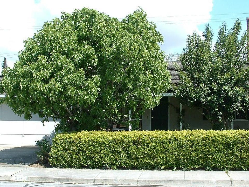 1st image of 357 Cypress Ave