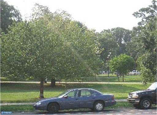 2nd image of 7147 Buist Ave