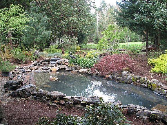 koi pond